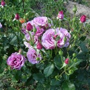 Роза Дойче велле характеристика посадка выращивание и уход отзывы