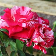Роза флорибунда Пасадена