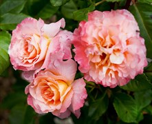 Роза чайно-гибридная Августа Луиза