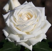 Роза чайно-гибридная Боинг