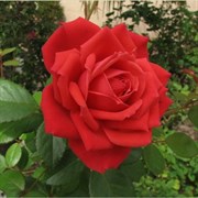 Роза чайно-гибридная Рок Стар