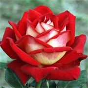 Роза чайно-гибридная Люксор
