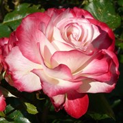 Роза флорибунда Юбилей Принца Монако