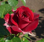 Роза флорибунда Николо Паганини