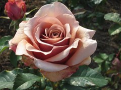 Роза флорибунда Мокароза
