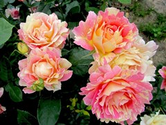 Роза чайно-гибридная Джалита