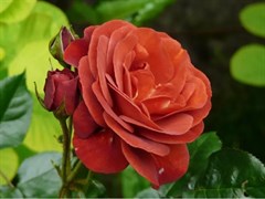 Роза флорибунда Браун Вельвет