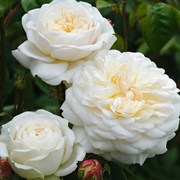 Роза кустовая Транквилити Д.Остин