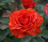 Роза чайно-гибридная Эль Торо