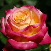 Роза чайно-гибридная Восточный Экспресс