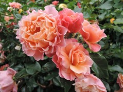 Роза кустовая Мари Кюри