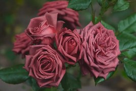 Роза флорибунда Жозелин