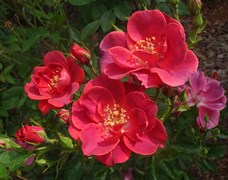 Роза флорибунда Лаока