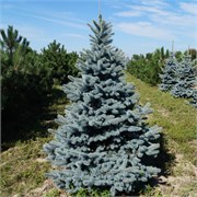 Ель колючая голубая Ольденбург 30см 2590