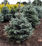 Ель колючая голубая Костер 100см 2597