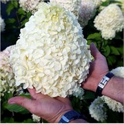 Гортензия метельчатая Геркулес 2611