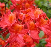 Рододендрон листопадный Рояль комманд 60см 2625