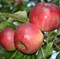 Яблоня Легенда 1664