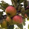 Яблоня Маяк Загорья 1670 - фото 4600