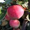 Яблоня Подарок Графскому 1654