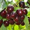 Черешня Радица 1710