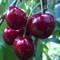 Черешня Ревна 1713