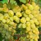 Виноград Тимур 1724