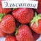 Клубника Эльсанта 1736