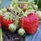 Клубника Зефир 1741 - фото 4818 Клубника Зефир 1741 - фото 4818
