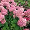 Гортензия метельчатая Мэджикал Кэндл 1754