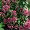 Гортензия метельчатая Мэджикал Файер 1758