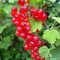 Смородина красная Рачновская 1765