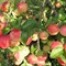 Яблоня Кандиль Орловский 1777