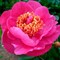 Пион Неон травянистый 1794 - фото 5052 Пион Неон травянистый 1794 - фото 5052