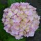Гортензия крупнолистная Доппио Нувела 1804