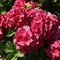 Гортензия крупнолистная Хот Ред 1806