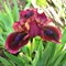 Ирис карликовый Черри Гарден 1817