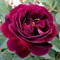 Роза ремонтантная Сувенир дю Доктор Жамэн - фото 5205