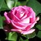 Роза чайно-гибридная Аква - фото 5211