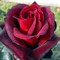 Роза чайно-гибридная Баркароле - фото 5216