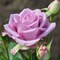 Роза чайно-гибридная Кул Ватер - фото 5225