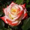 Роза чайно-гибридная Императрица Фарах - фото 5231