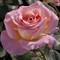 Роза чайно-гибридная Элль - фото 5243