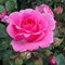 Роза флорибунда Маджента Диадем 1838