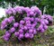 Рододендрон гибридный Пурпуреум Грандифлорум - фото 5292