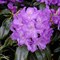 Рододендрон гибридный Пурпуреум Грандифлорум 1848