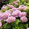 Гортензия крупнолистная Ю анд Ми Лав 1854