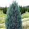 Можжевельник скальный Мунглоу 50-60см 1866 - фото 5377 Можжевельник скальный Мунглоу 50-60см 1866 - фото 5377