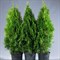 Туя западная Смарагд 35-40см 1875 - фото 5424