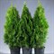 Туя западная Смарагд 50-60см 1876